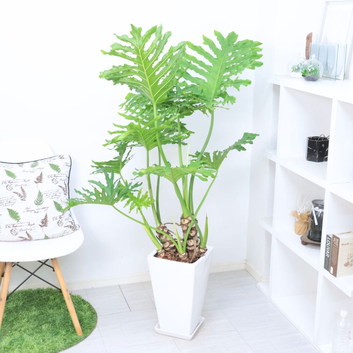 格好良い幹上がり セローム ホープ 高さ約135cm 陶器鉢 角鉢 白 9号