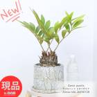 ҥϥߥ ֥إå ⤵46cm åȥݥå 6極  ƥ տʪ ᥭƥ ڸȯ