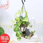 տʪ ϥ֥åɼ ۥ ȥꥹ ꥵ 5ߤȭ Hoya Australis 'Lisa'   Ĥ뿢ʪ ϥ󥮥 ڸȯ