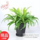 տʪ  ץ˥ ƥ ӥȥꥢ  (ȥꥢ)  ⤵57cm 8ȭ Asplenium antiquum ''Victoria''ڸȯ