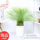    å ȥץ˥ 10ȭ ⤵92cm Ω տʪ 緿 Ѵ Yucca thompsoniana ڸȯ