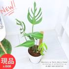 տʪ 󥹥ƥsp Сޥ륯ե졼 8ȭ  ⤵80cm Monstera sp 'Burle Marxs Flame' ڸȯ