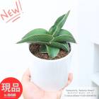  󥹥٥ꥢ 饤 ɥ ⤵20cm ƫȭ 3極 ¿ʪ  ޥץ쥼 'Samurai Dwarf'ڸȯ