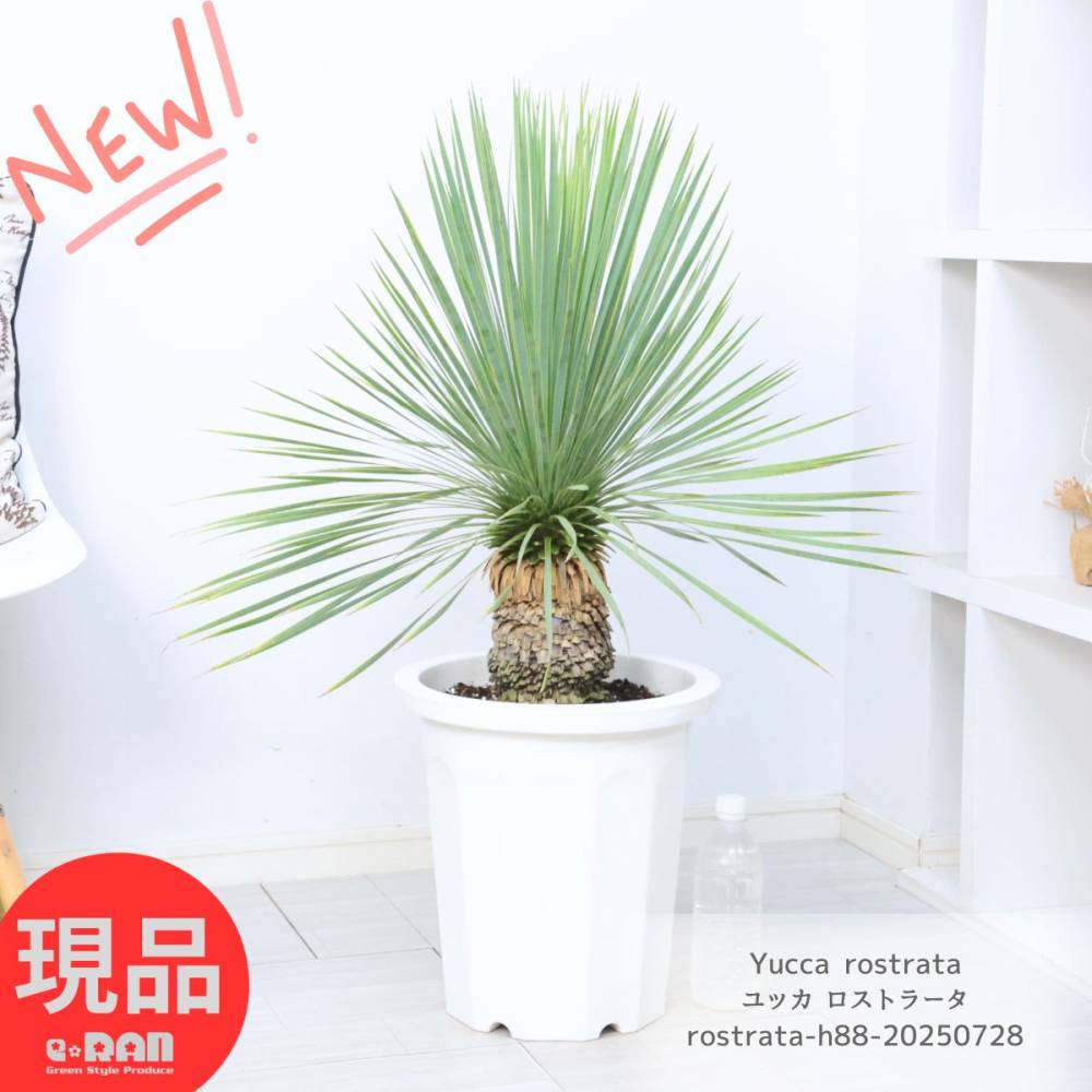 ユッカ ロストラータ　実生1 鉢付き ユッカ ロストラータ 実生株 Yucca Rostrata 005 | Sunny Branch