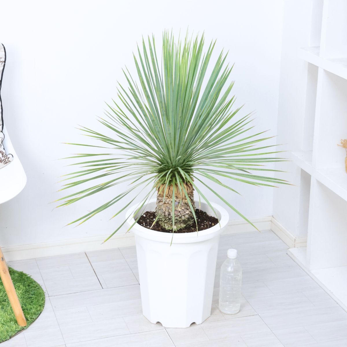 庭木 ユッカ ロストラータ 10号鉢 高さ約88cm 観葉植物 大型 耐寒性