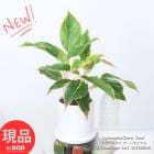 տʪ 饪ͥ ǡ󥵥 ⤵43cm ƫȭ  4極  դ տʪ  ڸȯ