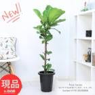 տʪ 緿 Х 8ȭ ⤵118cm ɼ ե 顼  Х ڸȯ