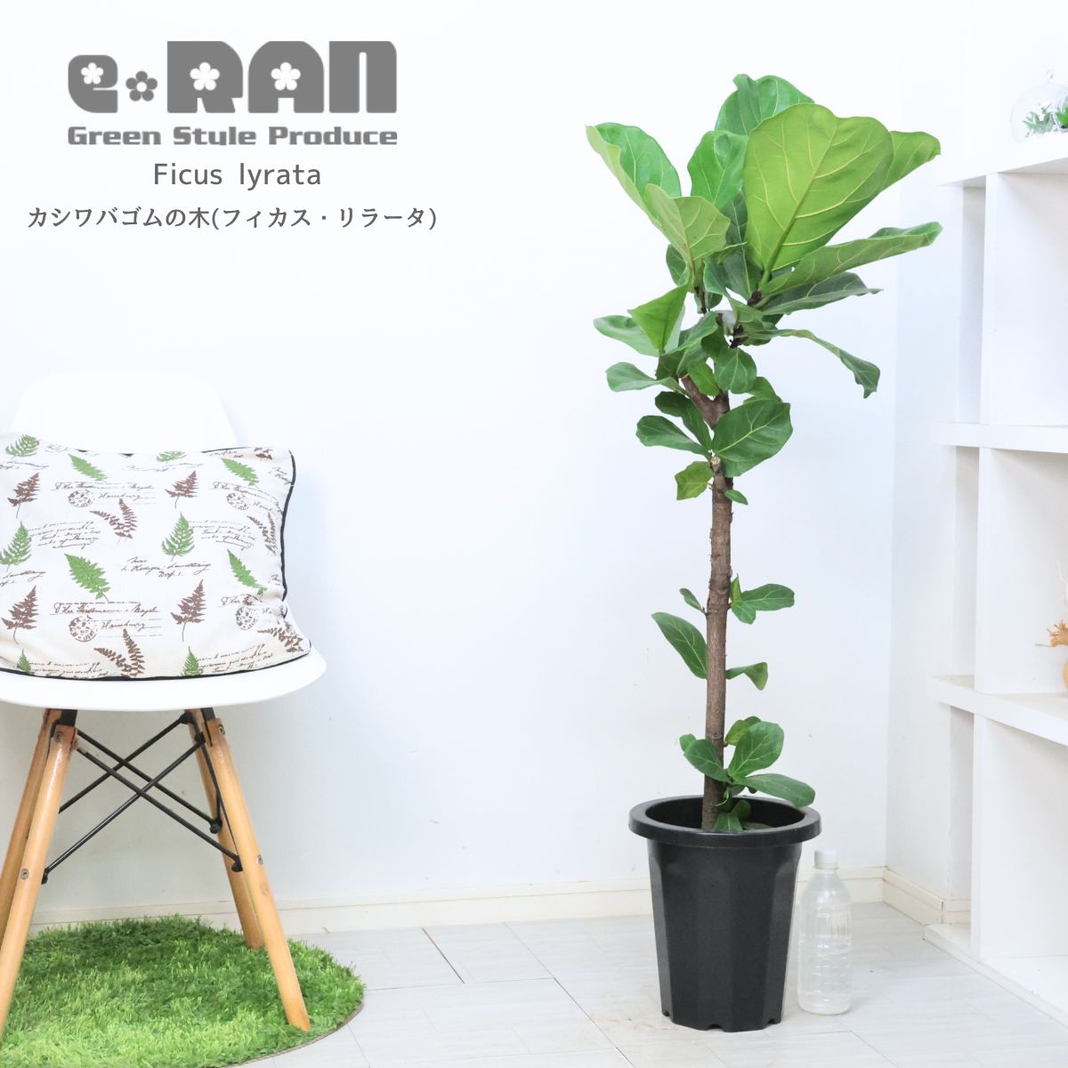 観葉植物 大型 カシワバゴム 8号鉢 高さ約118cm スタンダード樹形