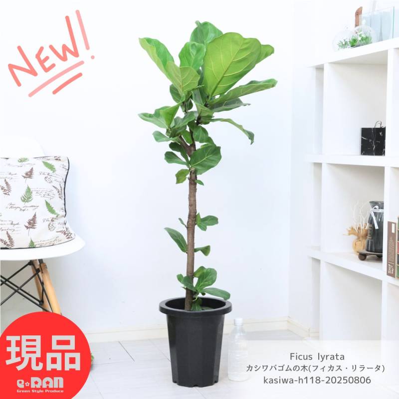 観葉植物 大型 カシワバゴム 8号鉢 高さ約118cm スタンダード樹形