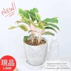  饪ͥ ǡ󥵥 ⤵39cm åȥݥå 6極  դ տʪ ڸȯ