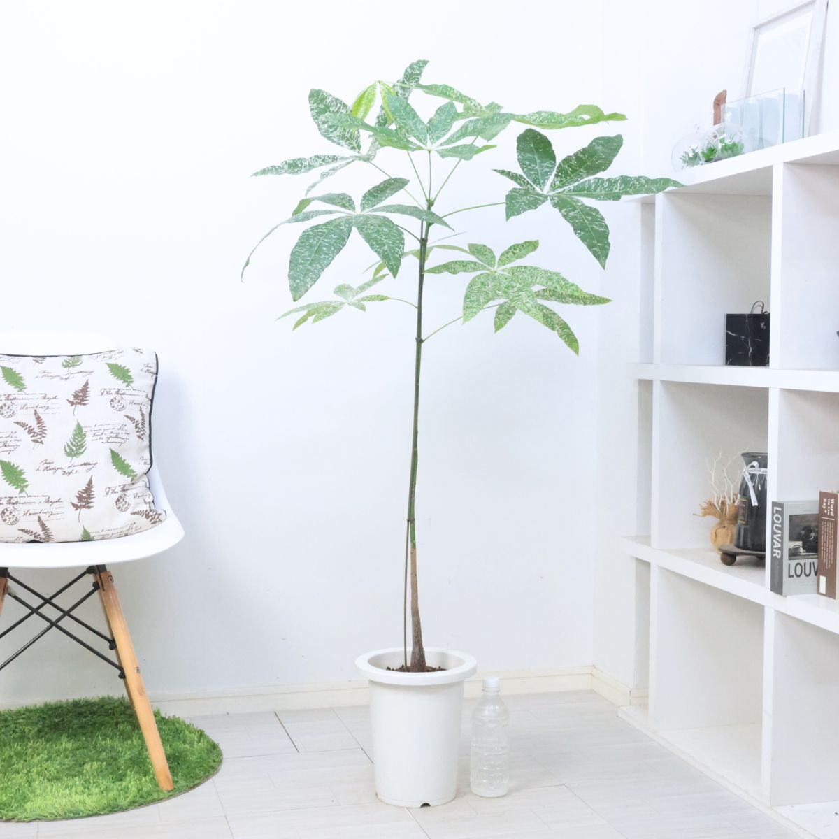 パキラ　ミルキーウェイ　斑入り　実生　4号鉢つき　大株❗高さ100センチ❗ 希少な大株 国内実生株 斑入り パキラ ミルキーウェイ 高さ126cm