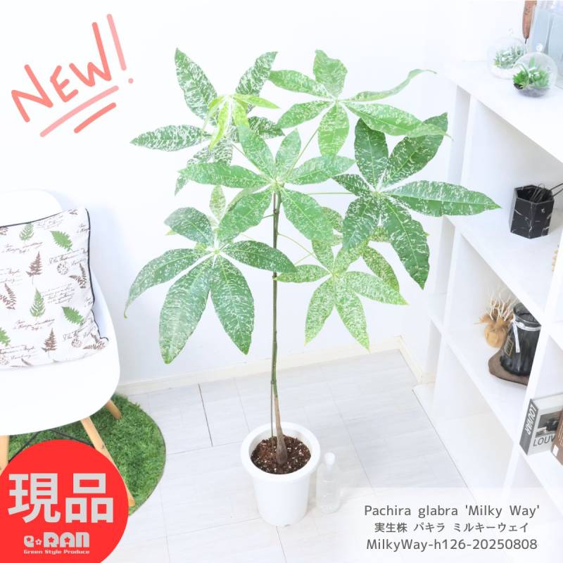 【超希少】極斑入り パキラ ミルキーウェイ 実生株 値下げ可能 超希少】極斑入り パキラ ミルキーウェイ 実生株 値下げ可能