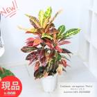 տʪ ȥ ڥȥ 7ȭ ⤵83cm շ  դ ޥץ쥼 ڡʤؤ褦ܤ ڸȯ