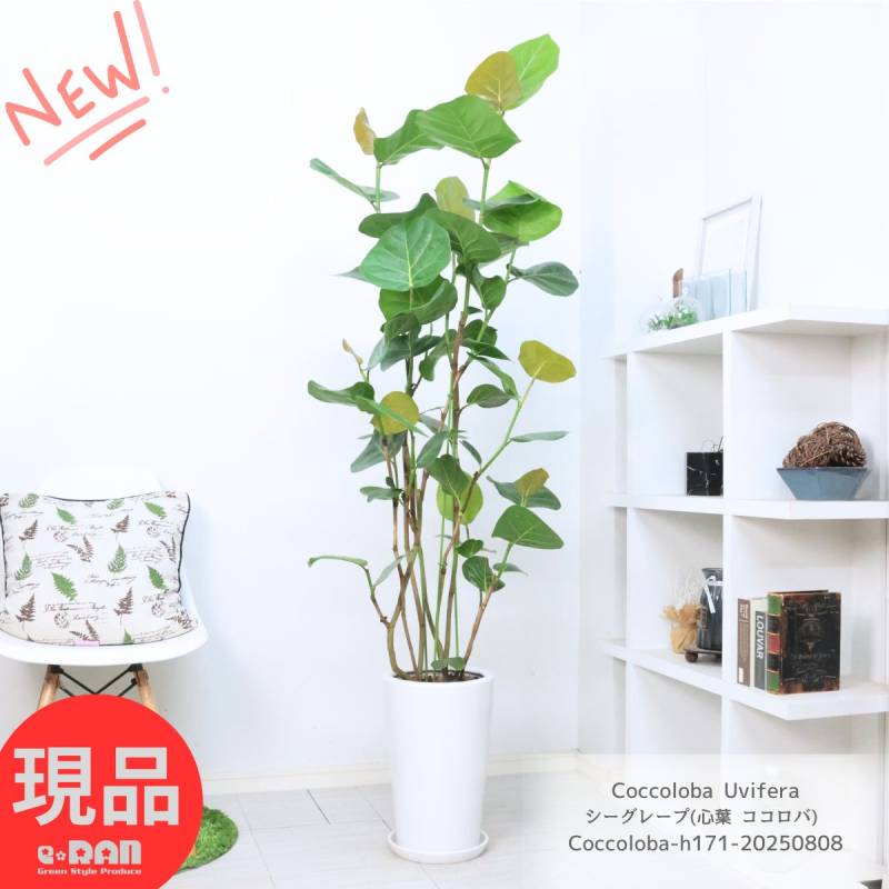 観葉植物 室内 シーグレープ(心葉 ココロバ) ラウンド陶器鉢 白 高さ約