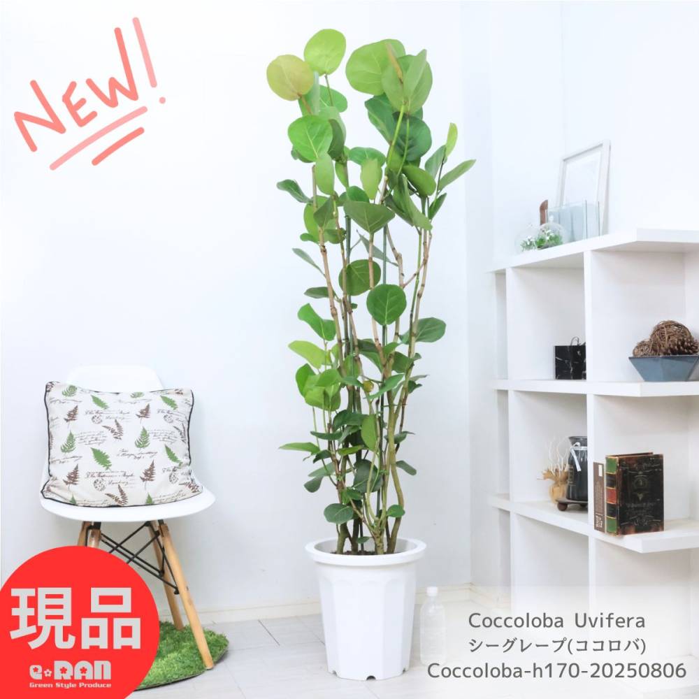 観葉植物 大型 シーグレープ(ココロバ) 10号鉢 白 高さ約170cm 自然樹