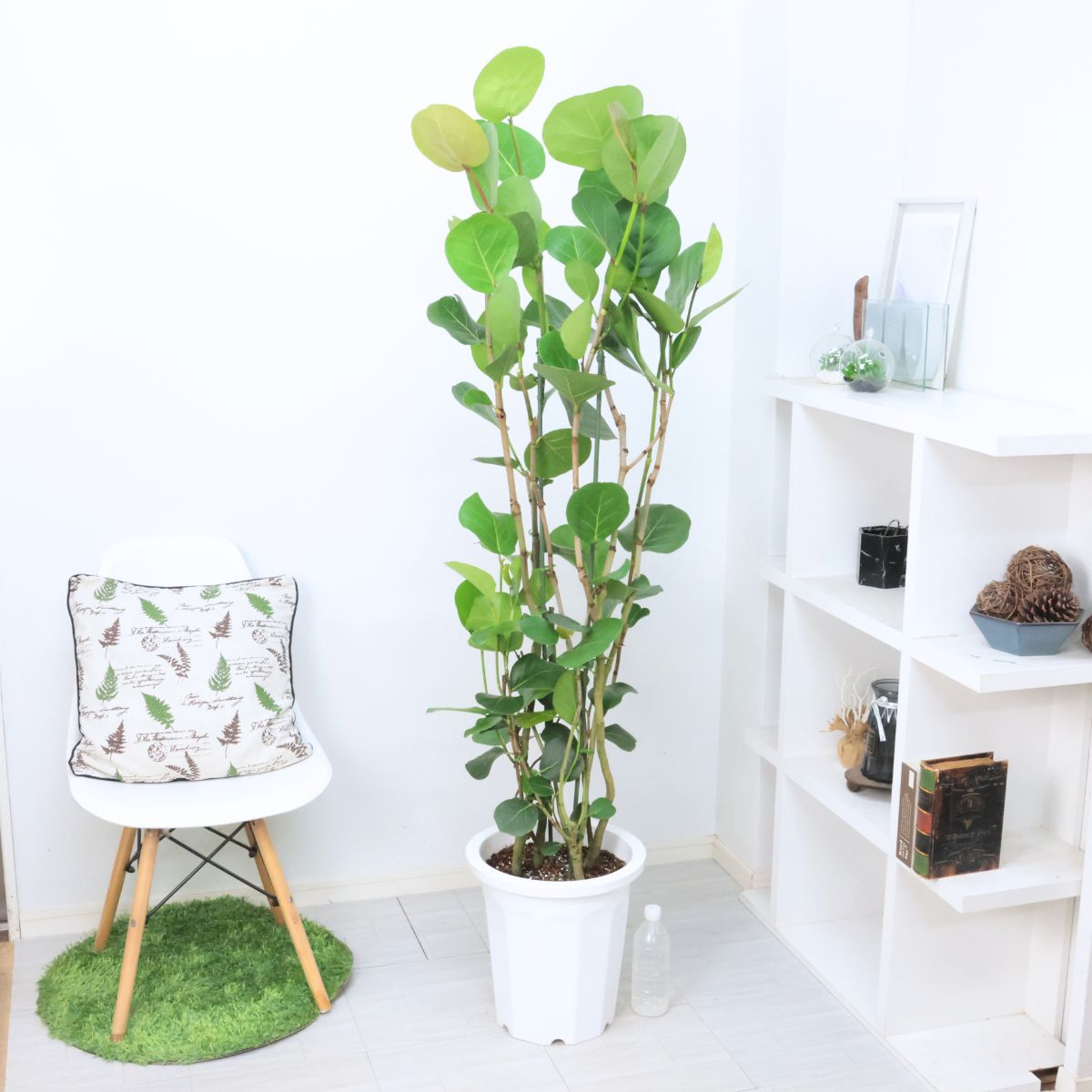 曲がりのウンベラータ 8号 現品 フィカス ウンベラータ曲がり 8号