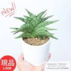 ¿ʪ  󥹥٥ꥢ ե󥷥 ƫȭ  ⤵24cm տʪ 4ȭ ȥΥ 奦ĥ ͢ڸȯ