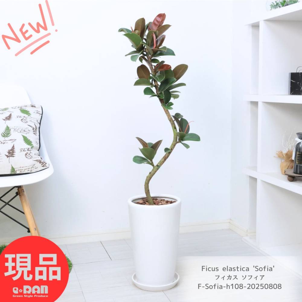 現品　フィカス　ゴムの木　ベリーリーフ　曲がり　特大　希少　観葉植物 楽天市場】観葉植物 大型 ゴムの木 フィカス ソフィア 幹曲がり 8号