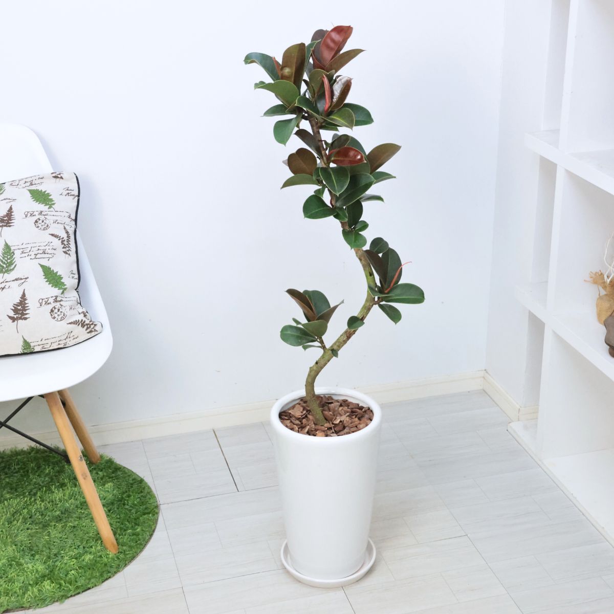 観葉植物 希少 ゴムの木 フィカス ソフィア 陶器鉢 白 高さ約108cm 観葉植物 希少 ゴムの木 フィカス ソフィア 陶器鉢 白 高さ約108cm