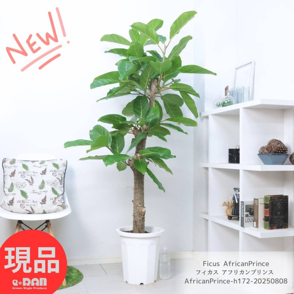 フィカス アフリカンプリンス 引取限定 鉢カバー付 210cm 珍しい 観葉植物 大型 ゴムの木 フィカス アフリカンプリンス 10
