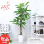  տʪ 緿  ե եꥫץ 10ȭ ⤵172cm ɼ Х˻Ƥ Ficus AfricanPrince ڸȯ