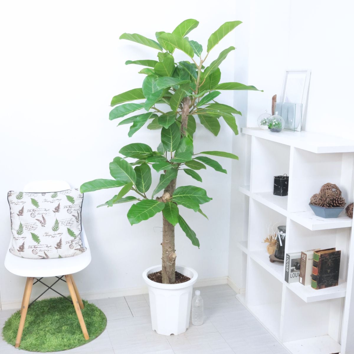 ひなたん フィカス アフリカンプリンス 10号 希少サイズ 送料無料 珍しい 観葉植物 大型 ゴムの木 フィカス アフリカンプリンス 10