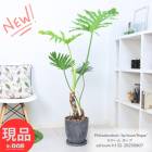 տʪ ʹɤ夬  ۡ ⤵132cm åȥݥå 8極 եǥɥ ڸȯ