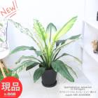 Ƥ䤹տʪ ѥƥե 󥻡  8ȭ ⤵85cm  դ ڸȯ