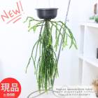 տʪ ߤ뤹 եڥ른 ̥եꥢ ϥ֥å 6ߤȭ  Huperzia 'nummulariifolia hybrid' ڸȯ