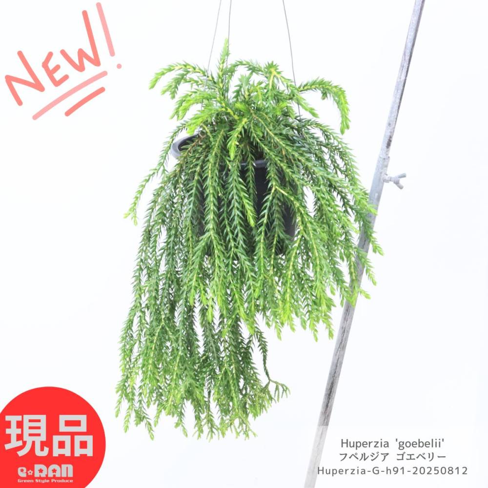 観葉植物 吊るす フペルジア ゴエベリー 5号吊り鉢 黒 植物の長さ約