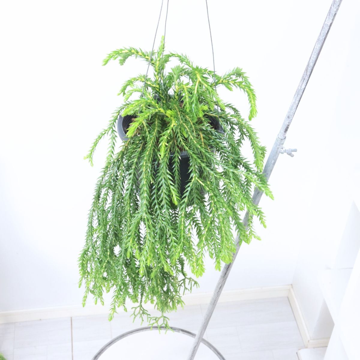 フペルジア　ゴエベリー　goebelii 吊り鉢 観葉植物 吊るす フペルジア ゴエベリー 5号吊り鉢 黒 植物の長さ約