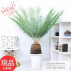 Ķ ƥ  ѥ󥸥ե󥷥 12ȭ ⤵140cm 񥽥ƥ Cycas panzhihuaensis꺤ʿʪڸȯ