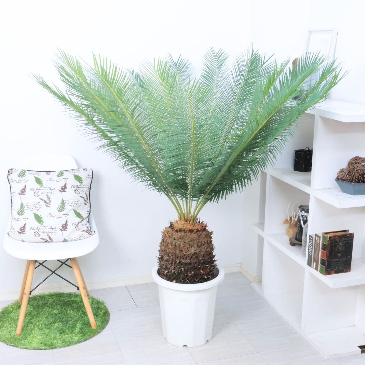 【お盆セール】サイカス・デバオエンシス ① / ソテツ 希少 レア 入手困難 お盆セール】サイカス・デバオエンシス ① / ソテツ 希少 レア 入手困難