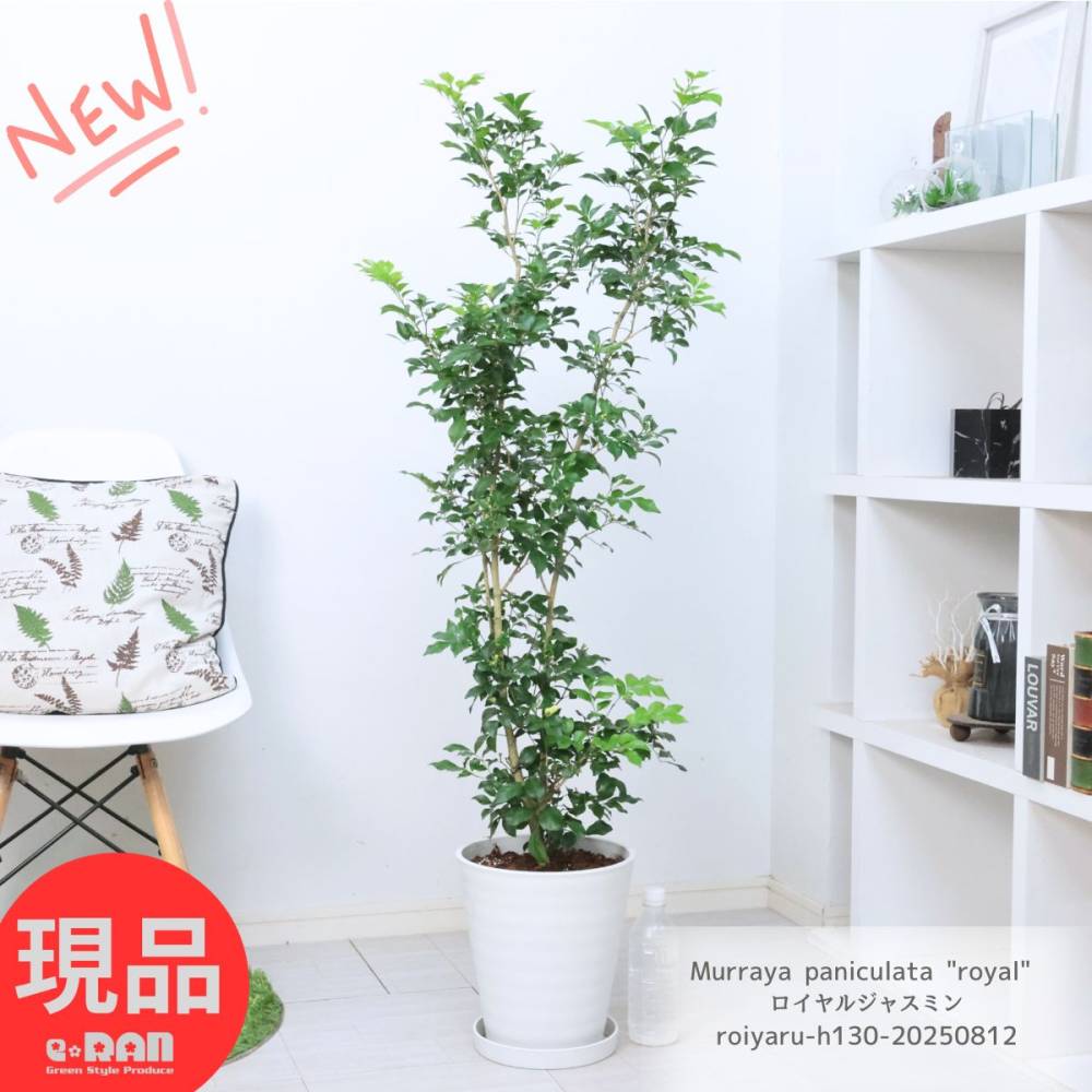 花芽付き ロイヤルジャスミン 高さ約130cm プラコッタ8号鉢 観葉植物