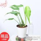 տʪ 󥹥ƥsp Сޥ륯ե졼 5ȭ  ⤵43cm Monstera sp 'Burle Marxs Flame' 쥢ʼڸȯ