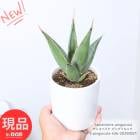 ¿ʪ  󥹥٥ꥢ ԥ󥰥 ⤵26cm ƫȭ  4極  դ ʪ ڸȯ