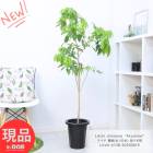 ǮӲ̼  饤 ɱ(ĤҤ)  ȭ 8ȭ  ⤵138cm ɱ饤 쥤 ʼ ĤҤ饤ڸȯ