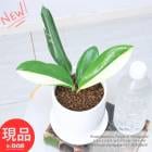 Ķ եɥե ץƥ Хꥨ ⤵21cm ƫȭ 4極 տʪ  󥹥ƥ ڸȯ