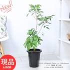 ǮӲ̼ ʼ 饤 ϥȥ  ȭ 8ȭ ⤵100cm դ ̼ Ѽ ڸȯ