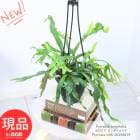 տʪ  ԥ 󥮥եꥢ 4ߤȭ  ޥץ쥼 Pyrrosia longifolia ͵ڸȯ