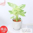   ɥ Хƥå ⤵42cm ߥΩ åȥݥå 6極  տʪ  áڸȯ