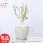 ¿ʪ 桼եӥ ۥ磻ȥ ⤵53cm åȥݥå 7極 տʪ  ͩ ڸȯ