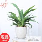 ŵݿʪ ǯ ()  ⤵58cm   7極 åȥݥå  ͭĥ Ƥ䤹 ڸȯ