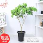 ǮӲ̼ 饤 Х󥭥塼  ȭ 8ȭ ⤵106cm դ ̼ Ѽ 礭̼ 쥤 ڸȯ