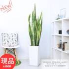 󥹥٥ꥢ ƥ 10極 ⤵153cm ƫȭ  տʪ 緿 ӥå 󥻥٥ꥢ ڸȯ