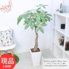  ѥ ߥ륭  ⤵131cm ƫȭ  տʪ     դ ڸȯ