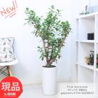 տʪ ޥ ¿Ω ⤵122cm ƫȭ 9極 ޤ ޥ ե Ƥ䤹ʪڸȯ