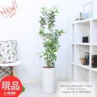 ֲ  㥹ߥ ⤵131cm ƫȭ 9極 꺤  տʪ 緿  륯㥹ߥڸȯ