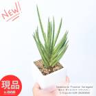 ¿ʪ   󥹥٥ꥢ ե󥷥 ƫȭ  ⤵29cm տʪ 3ȭ ȥΥ 奦ĥ ڸȯ