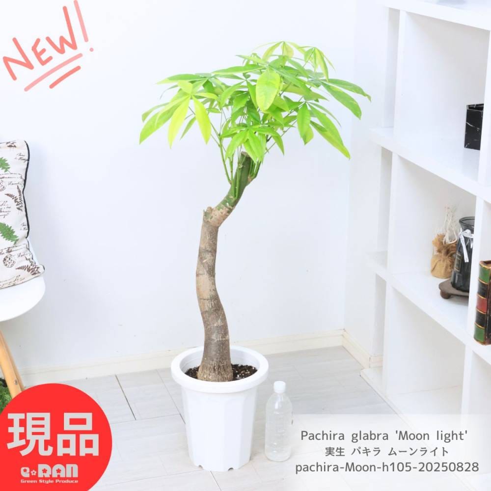 観葉植物 斑入り 実生 パキラ ムーンライト 8号鉢 高さ約105cm前後